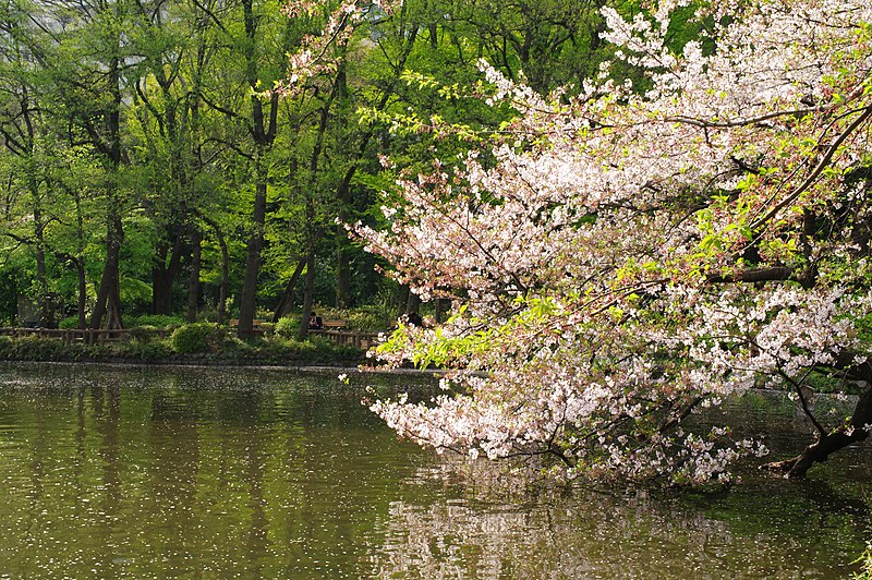 File:井の頭恩賜公園 Inokashira Imperial Park - panoramio.jpg