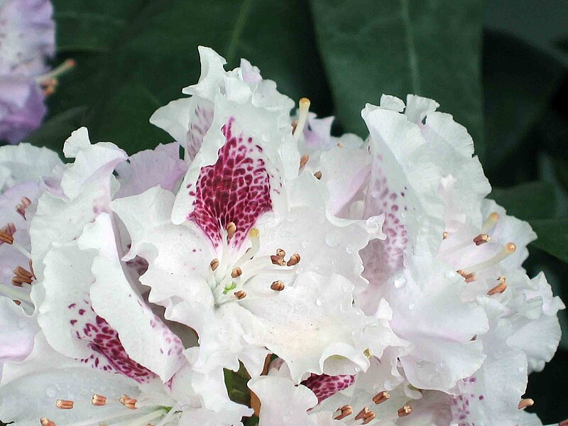 File:高山杜鵑 Rhododendron lapponicum -香港花展 Hong Kong Flower Show- (14709886877).jpg