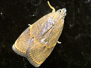 <i>Imma mylias</i> Species of moth