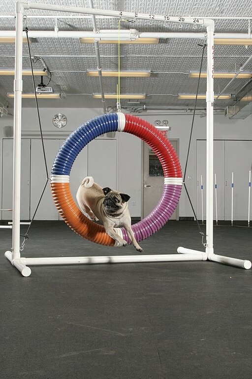 Dog agility - Wikipedia