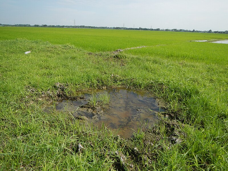 File:02302 jfSan Luis Dalayap Rice Fields Roads Mangga Welcome Candaba Pampangafvf 07.JPG