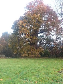 1000 year old oak tree in the grounds of Stoneleigh Abbey 1000 year old Tree.jpg