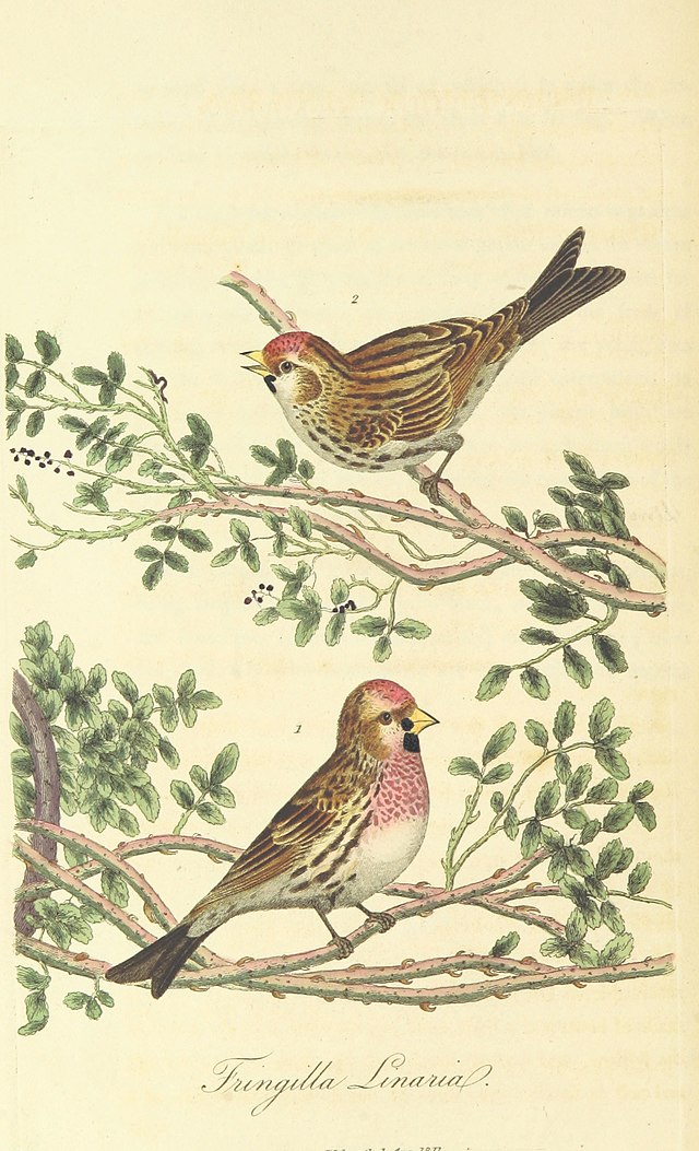 Description de l'image 104 of 'British Ornithology; being the history, with a coloured representation of every known species of British birds' (11001917046).jpg.