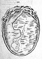 14 day foetus, 1778 Wellcome L0004602.jpg