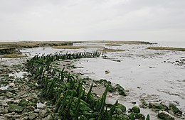 Remains of a wall that had internal stakes (saltings, Canvey Island) 1623 seawall remains canvey island.jpg