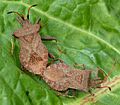 Punaises des citrouilles : Coreus marginatus