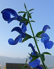 Salvia patens