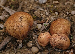 Fruit bodies of Rhizopogon roseolus