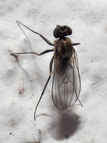 File:2010-06-19 Diptera b.jpg