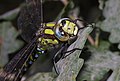 Blaugrüne Mosaikjungfer - Aeshna cyanea, Männchen