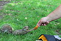 20120623 Sqwiki the Squirrel at Wiknic.JPG