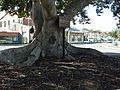 2013-08-11 0948 Fremantle Proclamation Tree.JPG