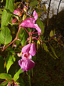 Balsamine de l'Himalaya (Impatiens glandulifera).