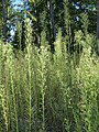 Conyza canadensis (Kanadisches Berufkraut)