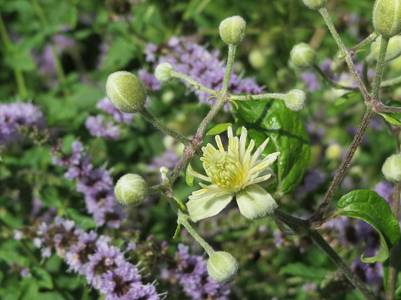 File:20140809Clematis vitalba1.jpg