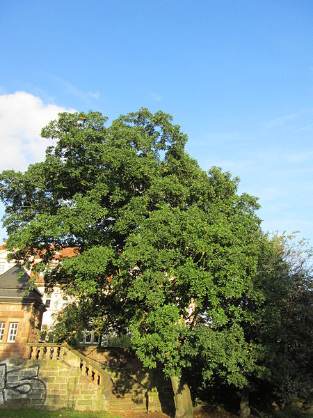 File:20141023Quercus turneri1.jpg