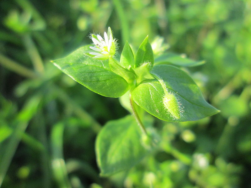 File:20141101Stellaria media1.jpg