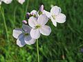 Cardamine pratensis (cat.)