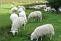 20170921 schapen Loenermark5.jpg