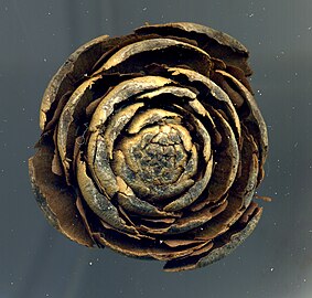 Top view of cone