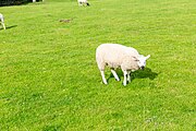 A view of sheep at Cilurnum along Hadrian's Wall in the United Kingdom.