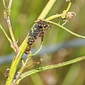 * Nomination Ants harvesting honeydew from aphids on a plant in Fröttmaning --FlocciNivis 17:56, 9 May 2023 (UTC) * Decline  Oppose ants not in focus --Charlesjsharp 19:29, 9 May 2023 (UTC)