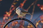 Thumbnail for File:20231212 tufted titmouse casa PD102603.jpg