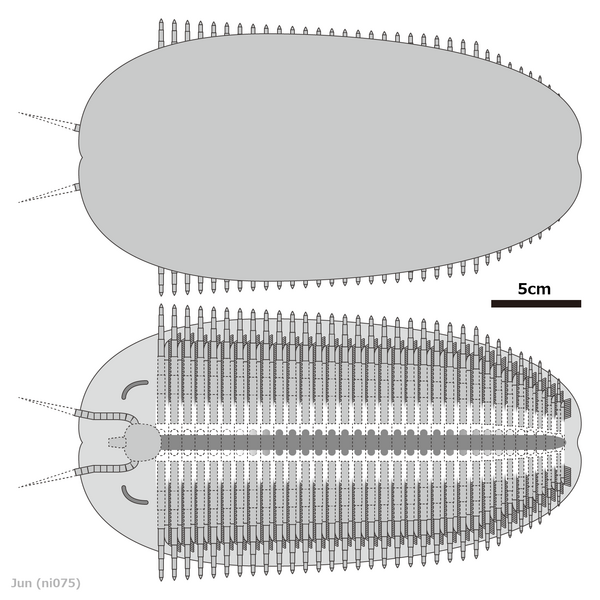 File:20240121 Tegopelte gigas diagrammatic reconstruction.png