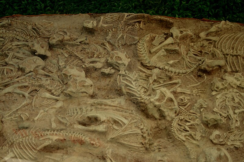 File:28 Psittacosaurus hatchlings.jpg