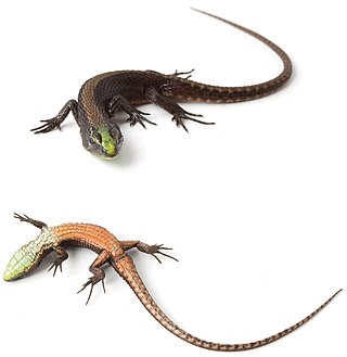 <i>Alopoglossus viridiceps</i> Species of lizard