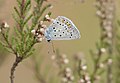 A Common Blue - Polyommatus icarus 04.jpg