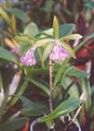 A and B Larsen orchids - Brassocattleya B nodosa x Brassocattleya Binosa 951-3.jpg