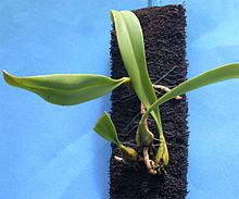 ارکیده های A و B Larsen - Bulbophyllum bittnerianum DSCN5319z.jpg