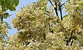 Característiques flors de Shorea robusta amb coloració groc-blanquinosa que coincideix amb la defoliació hivernal