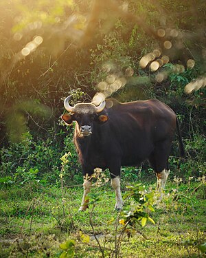 A gaur in Kui Buri National Park Photograph: User:Kriengsak Jirasirirojanakorn