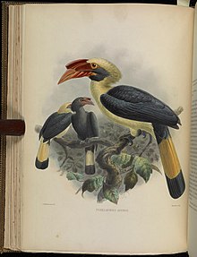 A monograph of the Bucerotidæ, or family of the hornbills (Plate XXII) BHL38534597.jpg