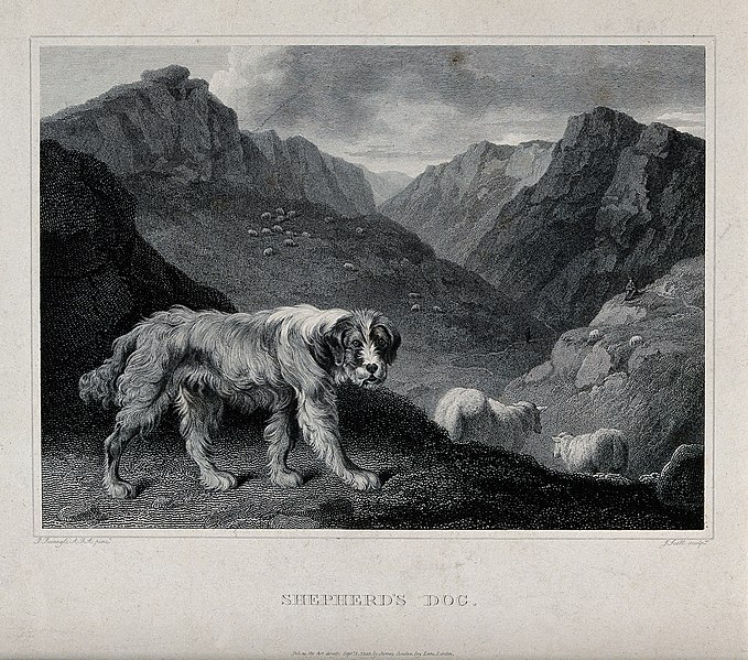 File:A shepherd's dog standing in front of a mountainous landscap Wellcome V0020960.jpg