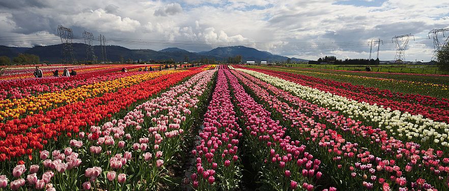 Abbotsford Tulip Festival 2017