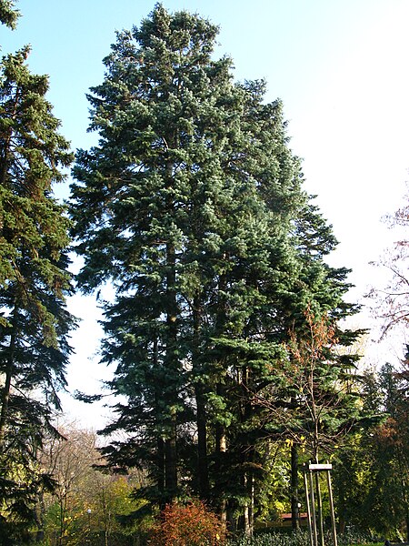 File:Abies concolor Zeromskiego 1.JPG