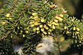 Abies pollen cones Marki 3.JPG