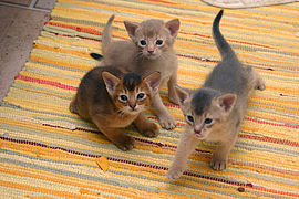 Three kittens