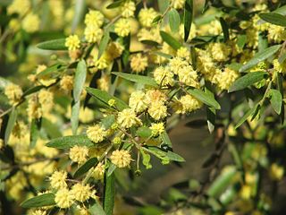 <i>Acacia verniciflua</i> species of plant