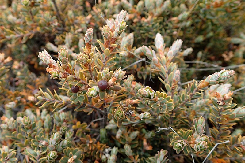 File:Acrothamnus colensoi kz2.jpg