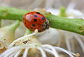 English: An Adalia bipunctata imago. Français : Un imago d'Adalia bipunctata.