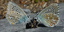 Two Adonis blue butterflies lap at a small lump of feces lying on a rock. Adonis Blue butterflies.jpg