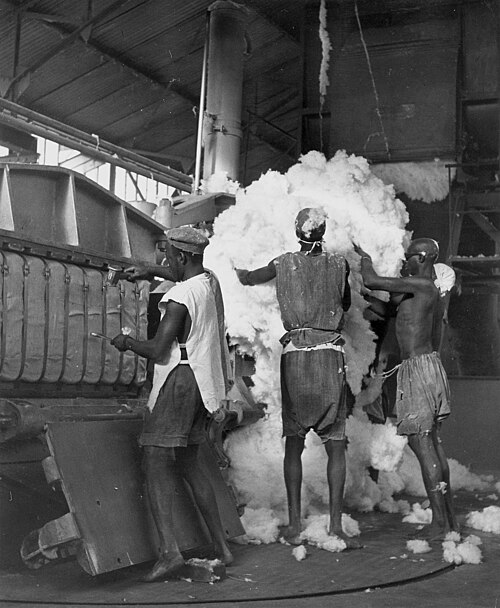 Cotton being processed in Niono into 180 kg (400 lb) bales for export to other parts of Africa and to France, c. 1950
