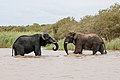 * Nomination African elephants (Loxodonta africana), in Lake Saint Lucia estuary, South Africa --Bgag 00:53, 7 October 2018 (UTC) * Promotion Good quality. -- Johann Jaritz 03:23, 7 October 2018 (UTC)