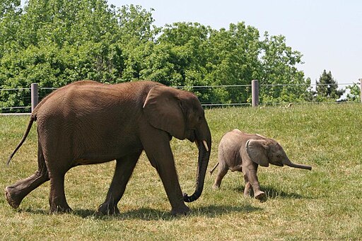 African elephants 45