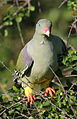African green pigeon, Treron calvus, Kruger main road near Punda Maria turn-off, Kruger National Park, South Africa (26120091042).jpg