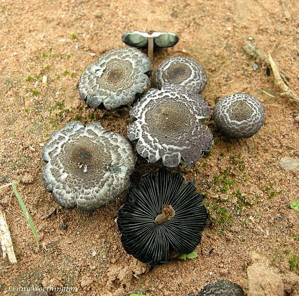 File:Agaricaceae (Chevall. (211660) (25296370917).jpg